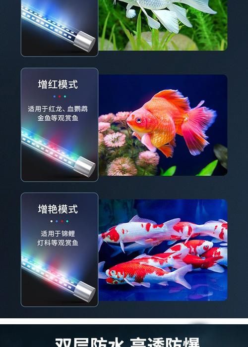 有哪些類型的燈適合龍魚？