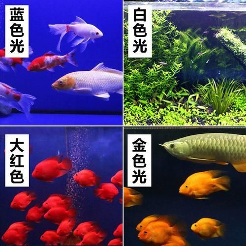 有哪些類型的燈適合龍魚？