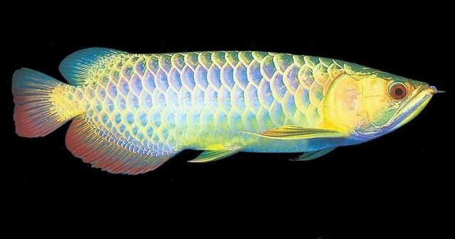 如何判斷金龍魚和銀龍魚是否健康？，———專業飼養者指南（scleropagesformosus）