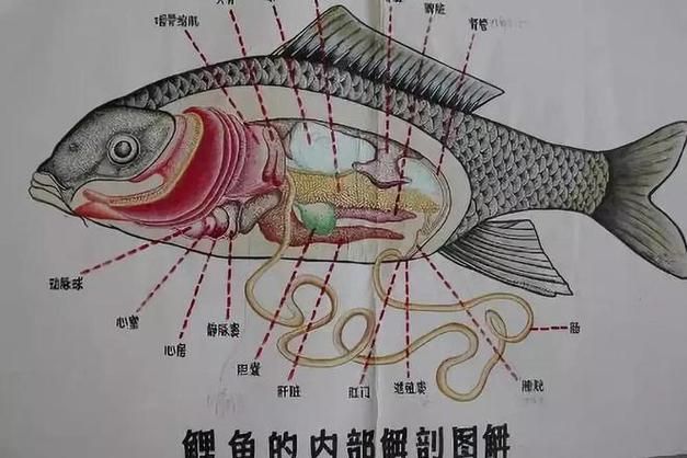 龍魚內(nèi)臟受傷后多久會死亡，關(guān)于龍魚內(nèi)臟受傷性多久會死亡