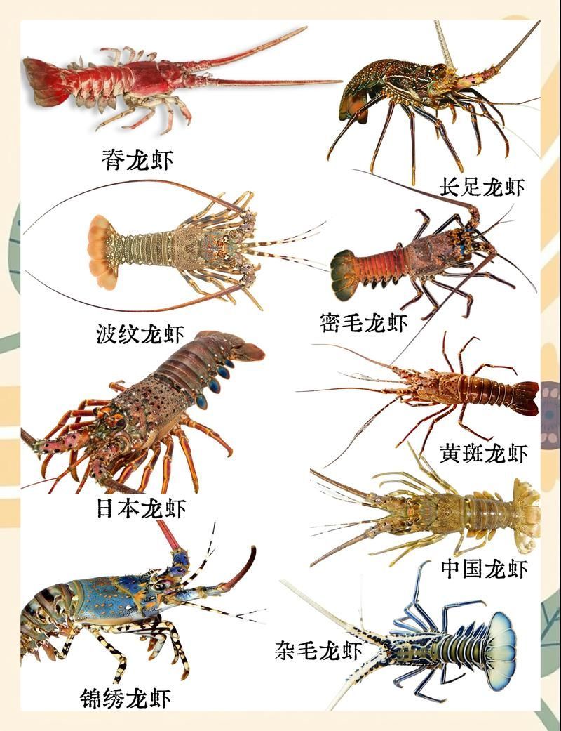 如何區分不同種類的龍蝦，如何區分不同種類的龍蝦和波紋龍蝦，南海龍蝦圖鑒