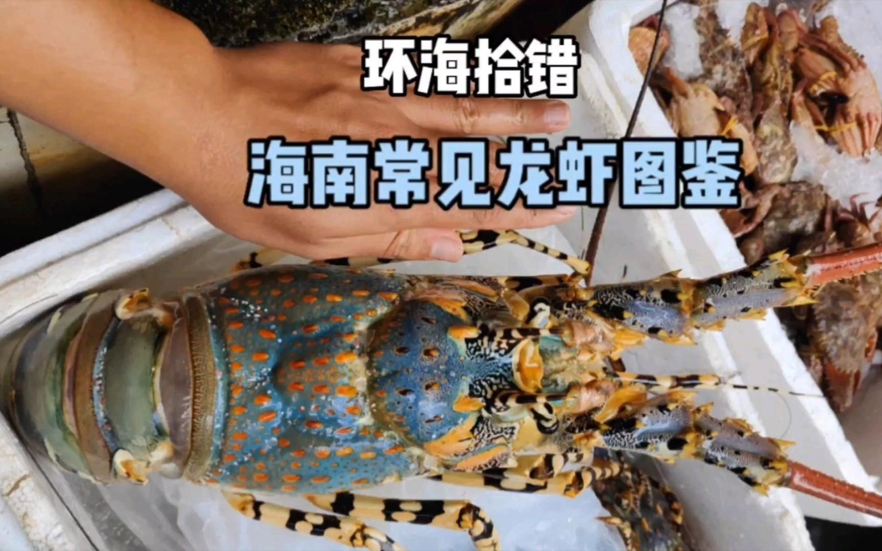 如何區分不同種類的龍蝦，如何區分不同種類的龍蝦和波紋龍蝦，南海龍蝦圖鑒