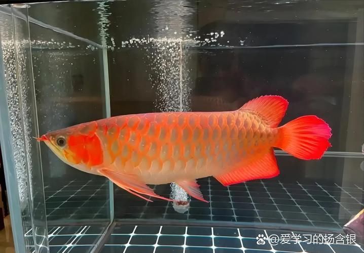 哪里可以買到健康的10cm紅龍魚苗？，如何購買健康的10cm紅龍魚苗？