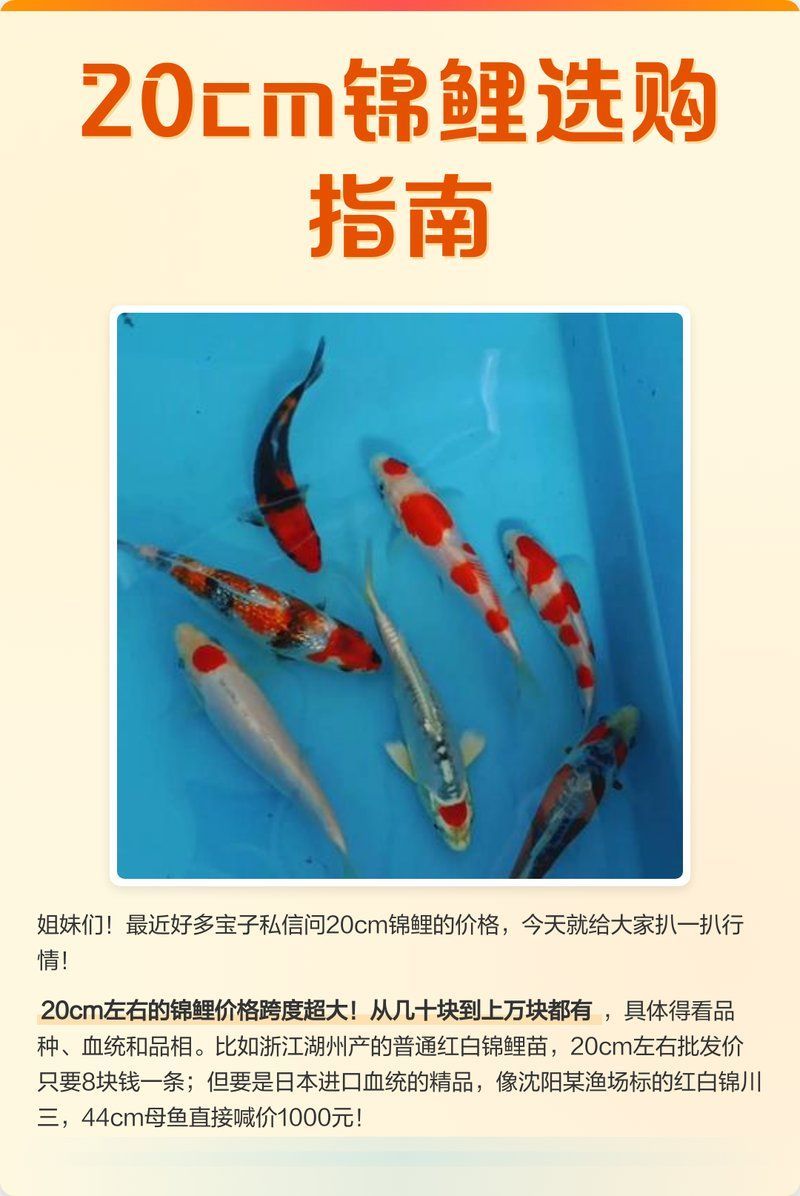 20公分錦鯉價格，20公分錦鯉價格探討20公分錦鯉價格差異解析
