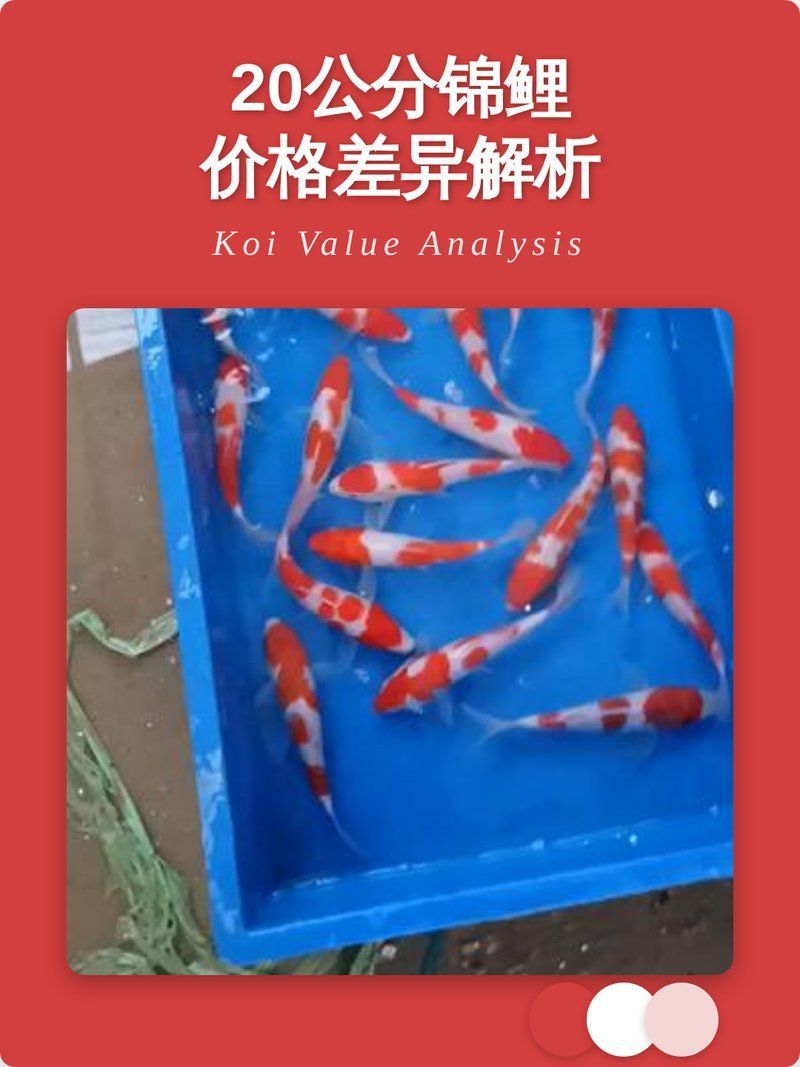 20公分錦鯉價格，20公分錦鯉價格探討20公分錦鯉價格差異解析