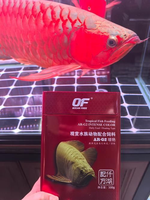 還有哪些品牌的紅龍魚飼料推薦？，紅龍魚的飼料選擇