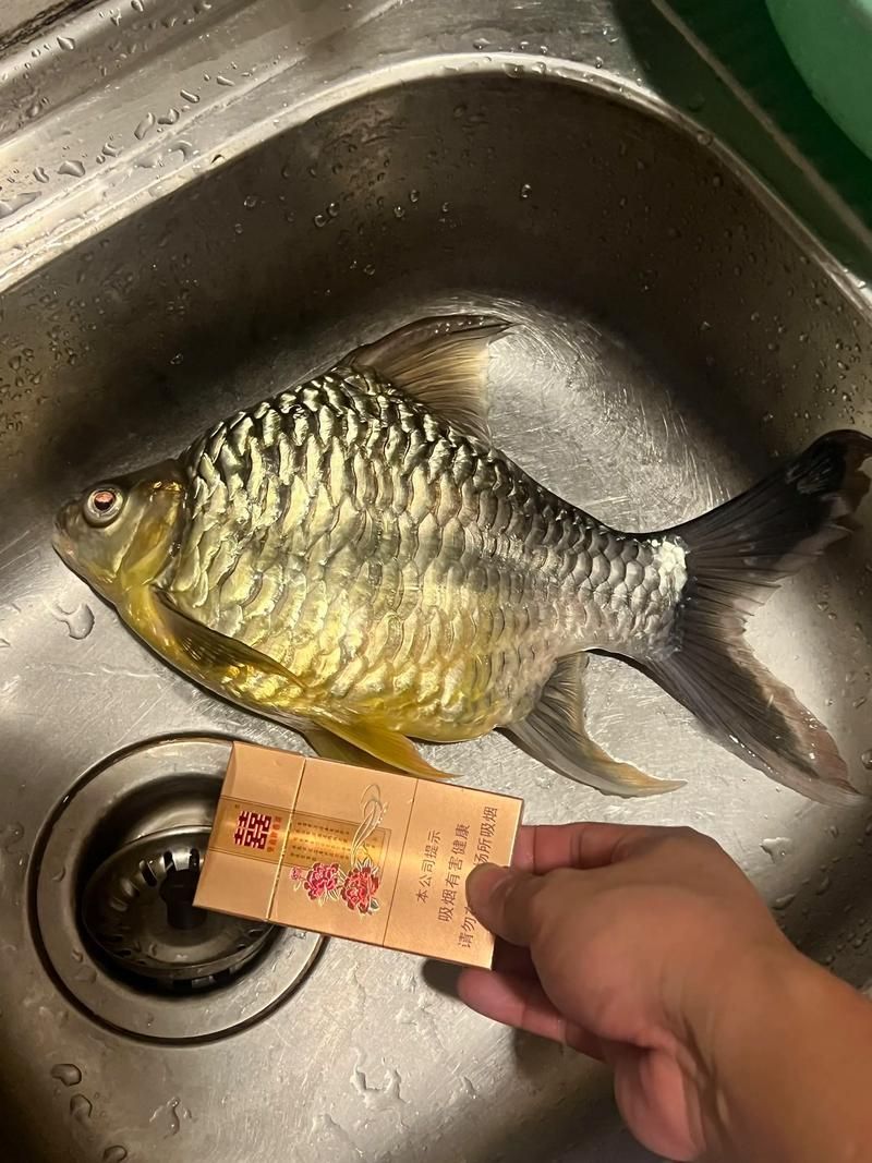 檸檬鯽有哪些常見品種？，檸檬鯽是一種常見的觀賞性改良鯽魚品種對比表，龍魚數(shù)量如何選擇