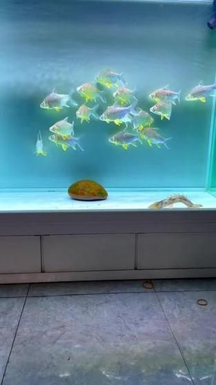 檸檬鯽有哪些常見品種？，檸檬鯽是一種常見的觀賞性改良鯽魚品種對比表，龍魚數(shù)量如何選擇
