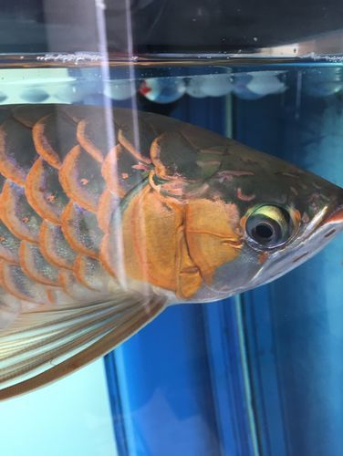 如何預防龍魚白膜破裂，如何發白或魚缸白膜破裂