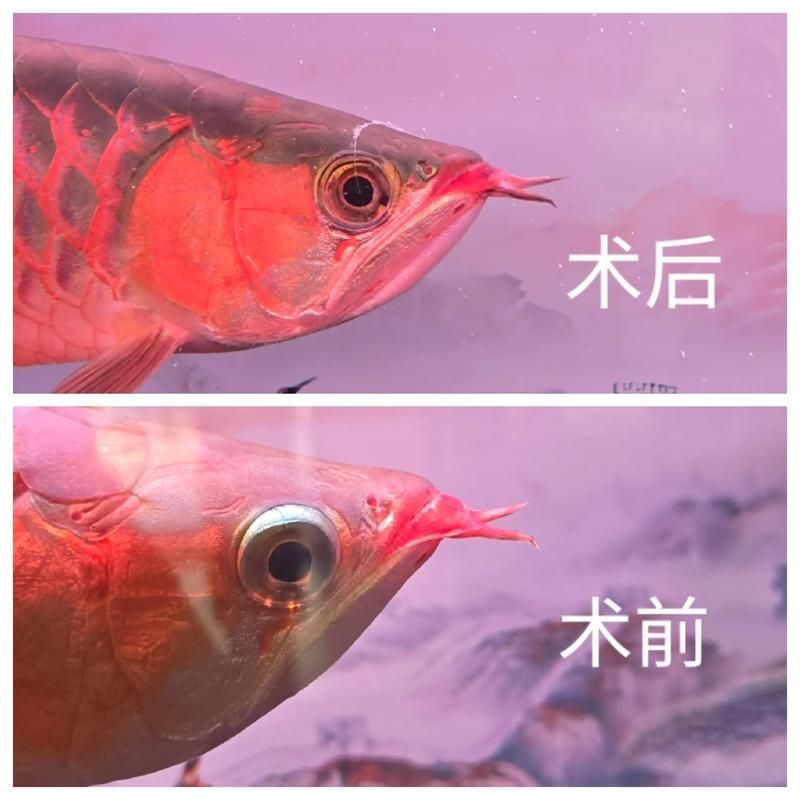 如何預防龍魚白膜破裂，如何發白或魚缸白膜破裂