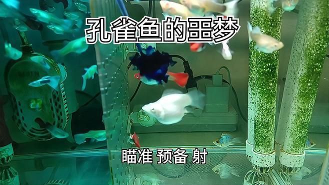 哪些魚容易得水霉病，哪些魚容易感染水霉病
