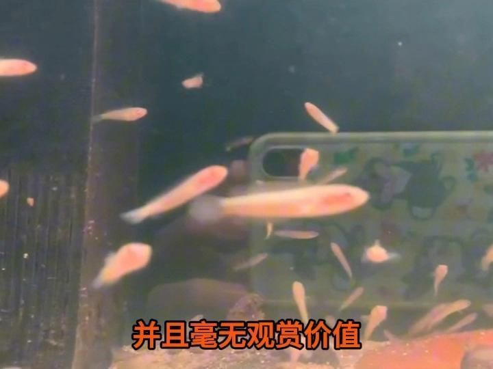 有哪些魚可以與雷龍魚混養，與雷龍魚混養的魚類