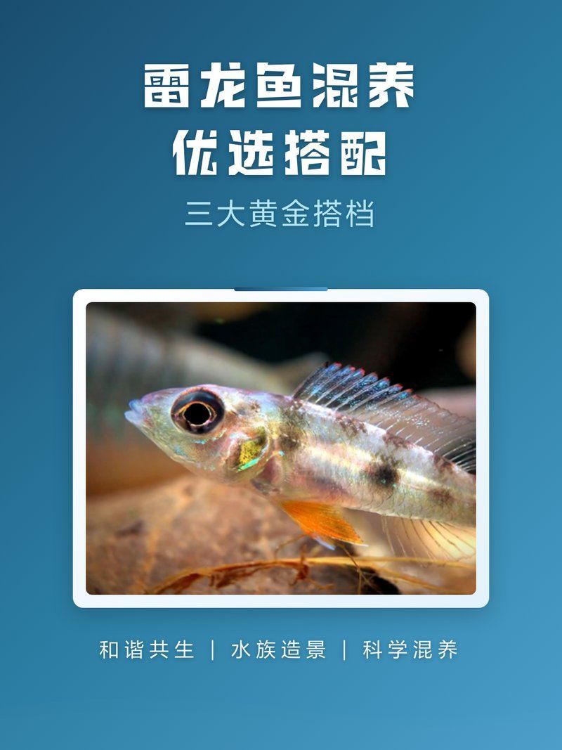 有哪些魚可以與雷龍魚混養，與雷龍魚混養的魚類