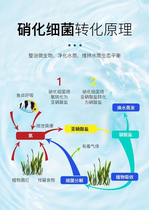如何正確使用魚缸益生菌？，如何正確使用魚缸益生菌
