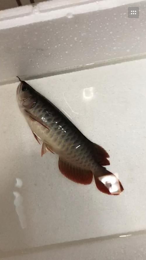 能提供更多判斷龍魚尾部斷裂的圖片嗎，關于龍魚尾部斷裂的詳細描述