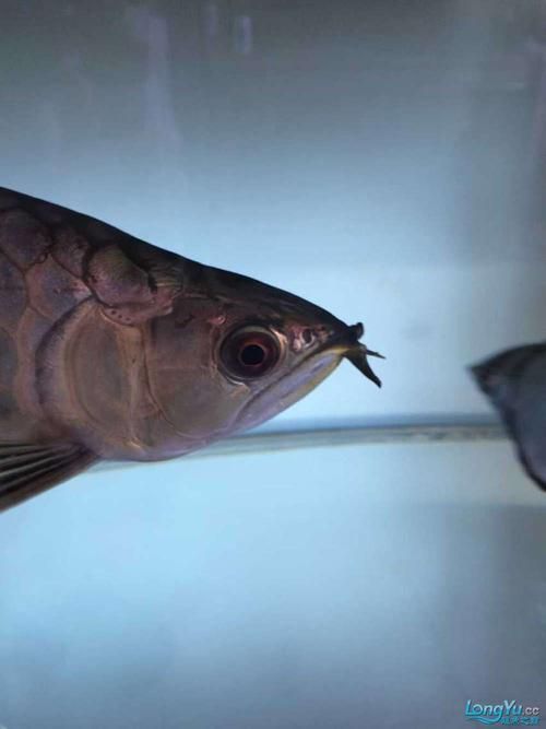 能提供龍魚嘴上長肉瘤的圖片嗎？，龍魚嘴上長肉瘤怎么辦？