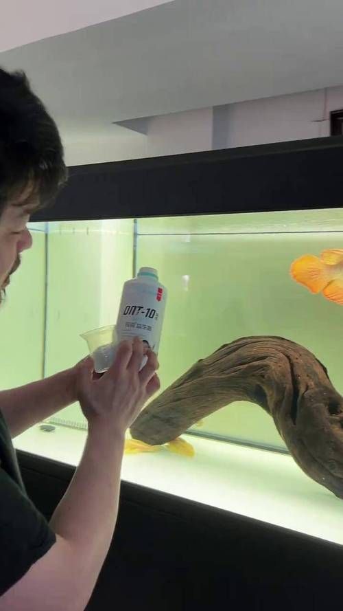 能提供龍魚嘴上長肉瘤的圖片嗎？，龍魚嘴上長肉瘤怎么辦？