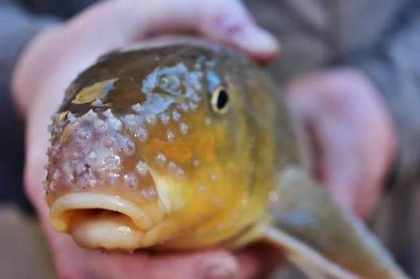 能提供龍魚嘴上長肉瘤的圖片嗎？，龍魚嘴上長肉瘤怎么辦？