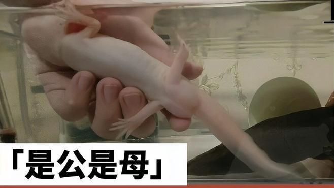 如何區分六角龍的性別，六角恐龍魚怎么分公母,看完你就知道了