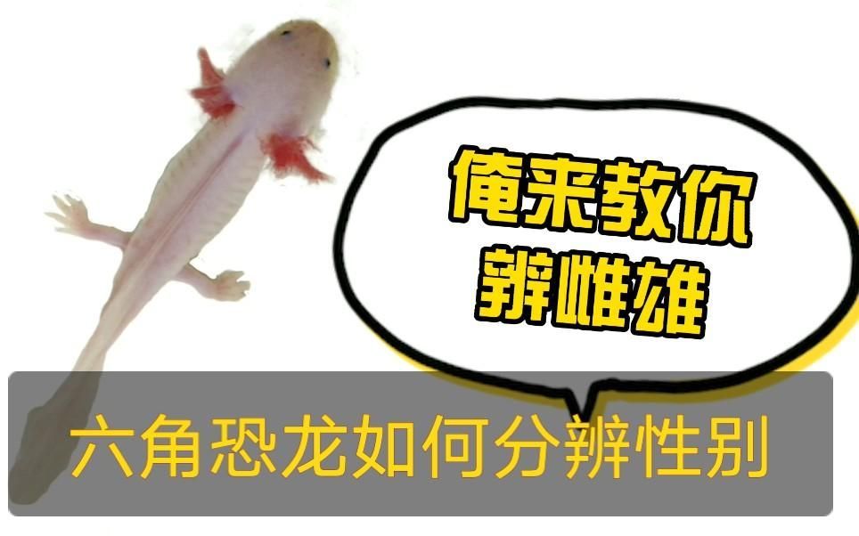 如何區分六角龍的性別，六角恐龍魚怎么分公母,看完你就知道了