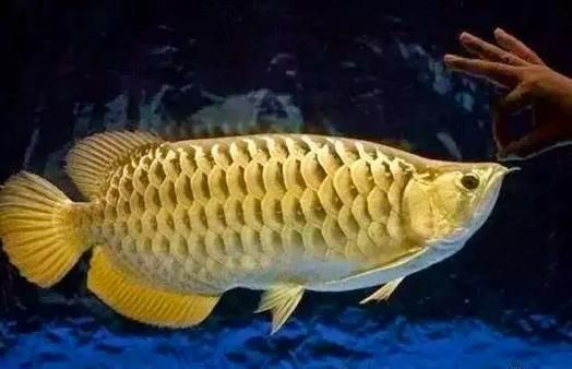 翹頭和平頭龍魚的價(jià)格差異大嗎？，如何區(qū)分翹頭和平頭龍魚？