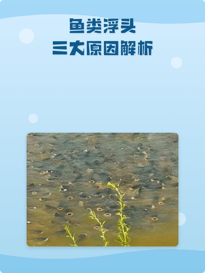 如何判斷魚是否缺氧浮頭，判斷魚是否缺氧浮頭是水產養殖管理中的一項重要工作