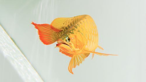 如何判斷龍魚是否來源正規？，如何判定龍魚是否來源正規