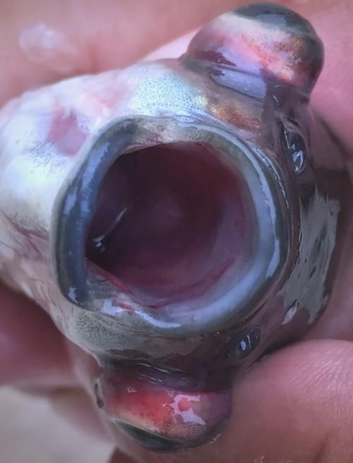 重度感染的魚鰭充血如何治療，基于中國的魚鰭充血如何治療《思考動物調(diào)學(xué)》權(quán)威健康-去問診