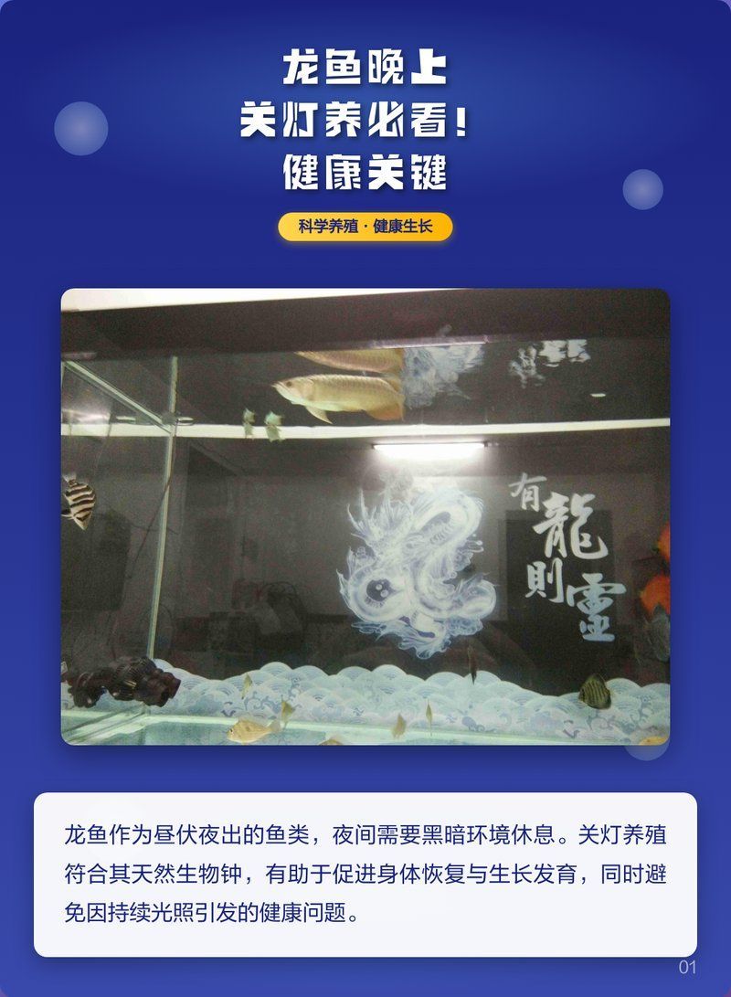 晚上開燈會影響龍魚健康嗎？，晚上開燈會影響龍魚的健康嗎？
