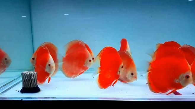 有沒有更多風水魚的品種介紹，七彩神仙魚應該這樣養，養好世界上最難養、最漂亮的魚