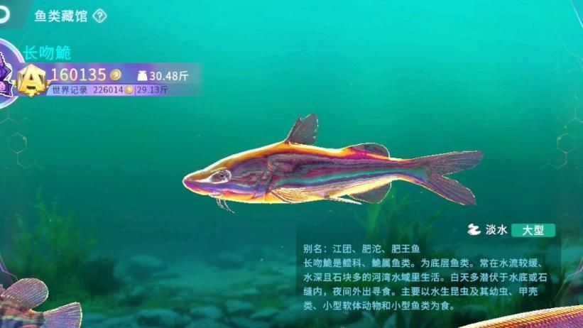 淮上龍魚有哪些獨特的品種？
