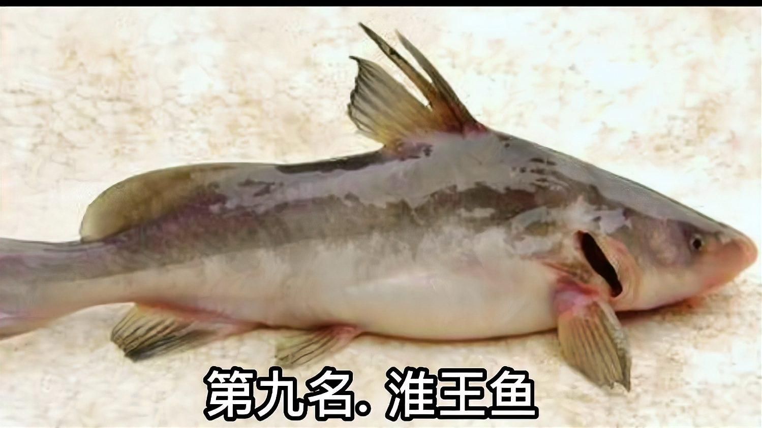 淮上龍魚有哪些獨特的品種？