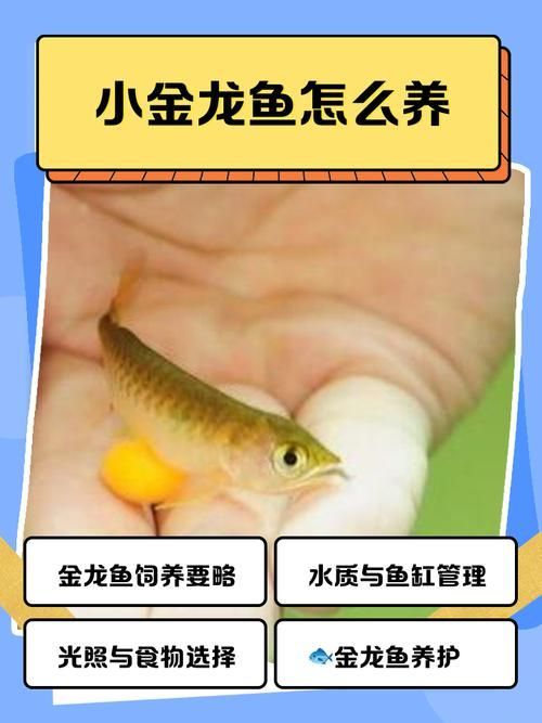 如何辨別1-2cm金龍魚幼苗的真假？，如何辨別1-2cm金龍魚幼苗