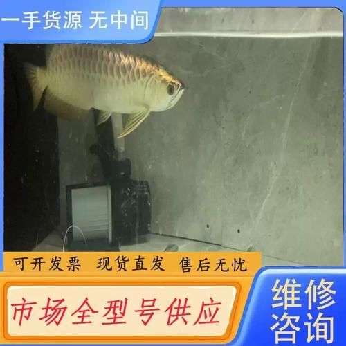 40公分過背金龍魚價(jià)格，40公分過背金龍魚多久發(fā)色