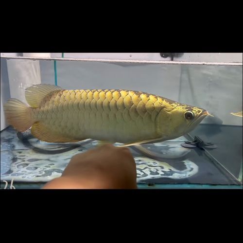 40公分過背金龍魚價(jià)格，40公分過背金龍魚多久發(fā)色