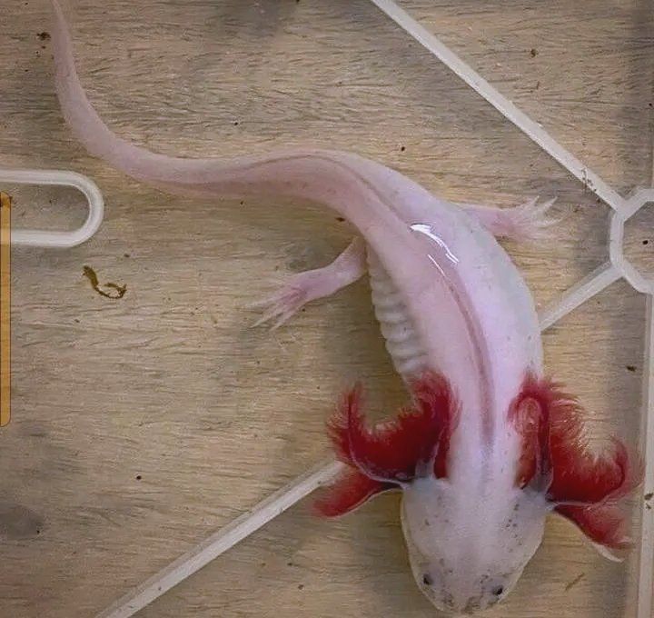 如何正確使用龍魚專用藥，龍魚專用藥正確使用對于維護(hù)其健康至關(guān)重要，需要確保藥物是專為龍魚設(shè)計(jì)的
