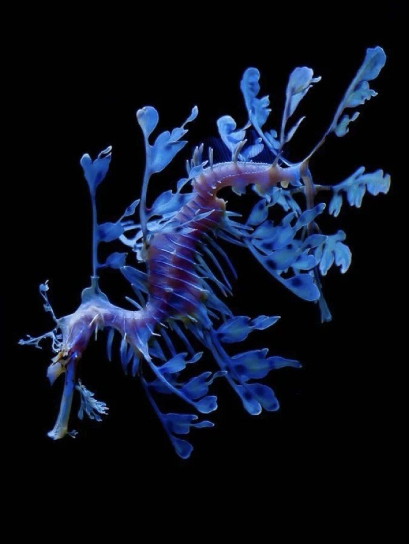 如何區分海龍魚和海馬？，如何區分海龍魚和海馬,海龍魚和海馬對比圖解清單