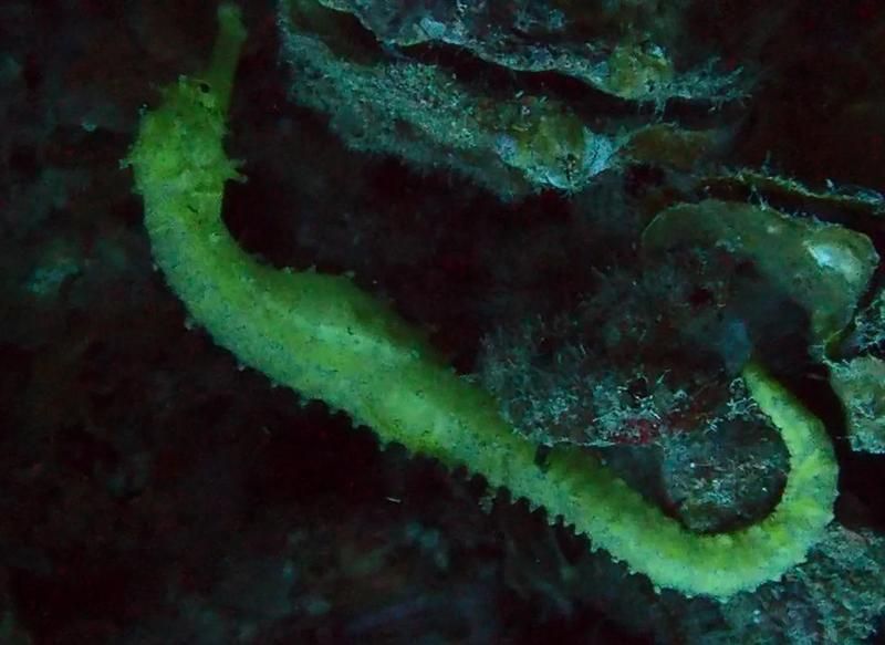 如何區分海龍魚和海馬？，如何區分海龍魚和海馬,海龍魚和海馬對比圖解清單