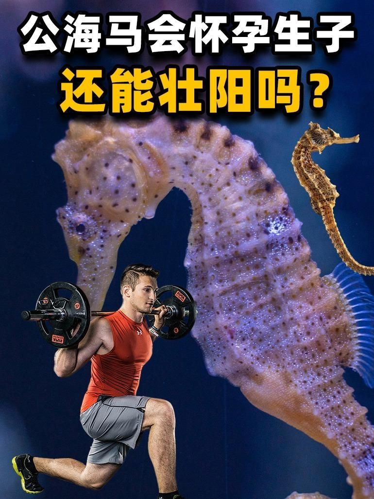 如何區分海龍魚和海馬？，如何區分海龍魚和海馬,海龍魚和海馬對比圖解清單