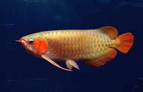 給我幾張寧國龍魚的高清圖片，“寧國龍魚”的高清圖片展示了寧國龍魚的美麗魅力