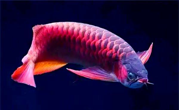 如何預防龍魚打架傷口感染，如何預防龍魚打架傷口感染龍魚打架傷口感染