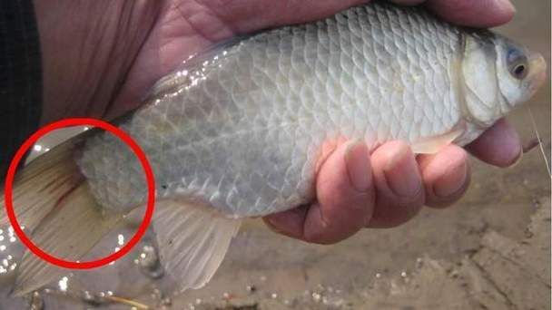 哪種藥物治療龍魚疾病最有效？，哪種藥物治療龍魚疾病最有效