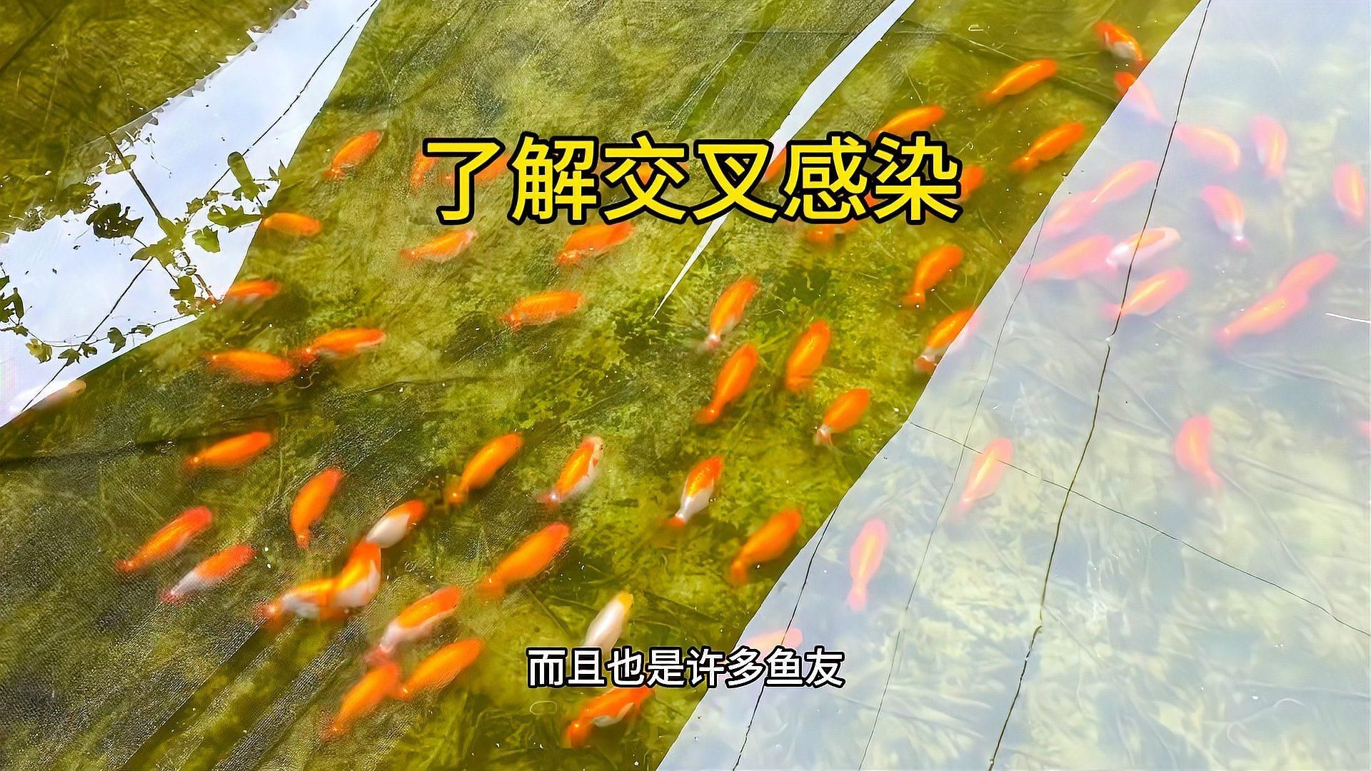 魚交叉感染幾天能恢復，魚交叉感染的恢復時間