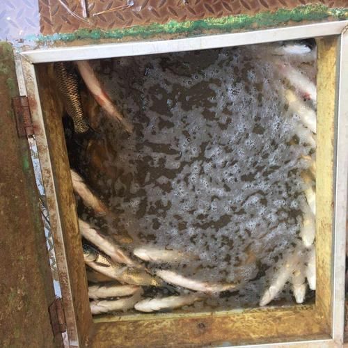 觀賞魚龍魚外用專用鎮定劑哪個品牌最好？，觀賞魚龍魚外用專用鎮定劑哪個品牌最好觀賞魚龍魚鎮定劑使用指南