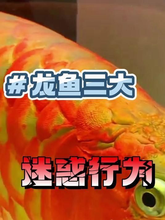 龍魚行為異常有哪些具體表現？，龍魚行為異常怎么辦