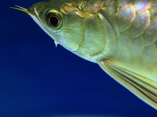能提供一些龍魚頭部撞傷的圖片嗎，如果龍魚頭部受傷，首先要確保它不會窒息，