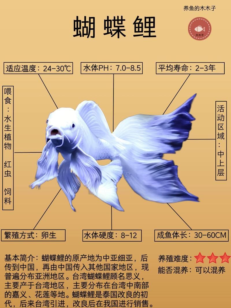 蝴蝶鯉和祥龍魚場的關系，蝴蝶鯉與祥龍魚場的關系