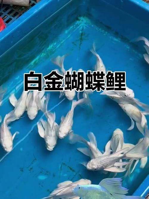 蝴蝶鯉和祥龍魚場的關系，蝴蝶鯉與祥龍魚場的關系