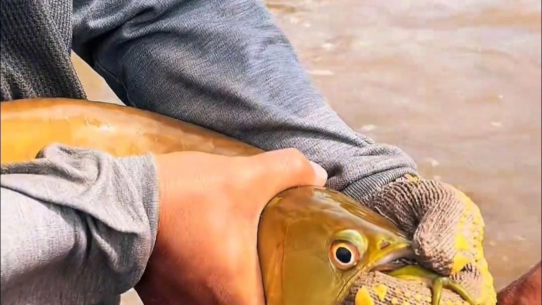 能否提供更多關于金龍魚繁殖的信息，金龍魚的繁殖過程