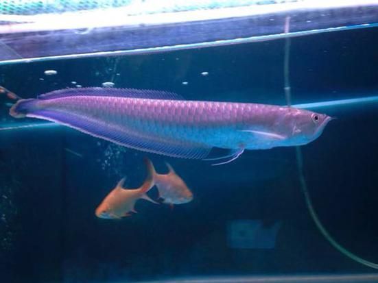 龍魚市場有哪些常見品種，十款熱門熱門龍魚大揭秘，紅龍、金龍等品種全解析